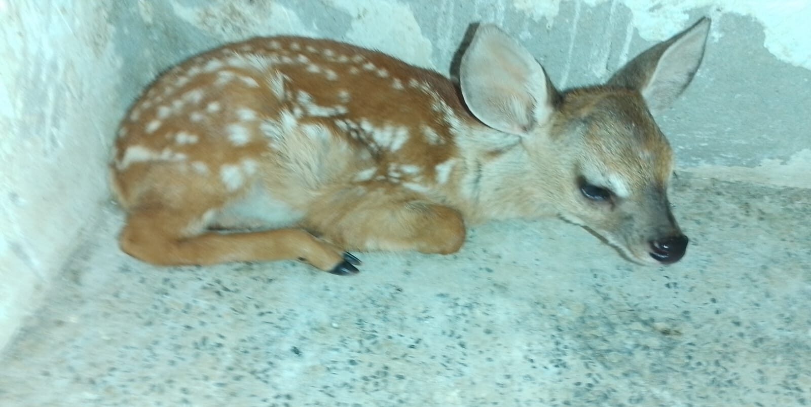 Foto: Reprodução/Secom Piauí