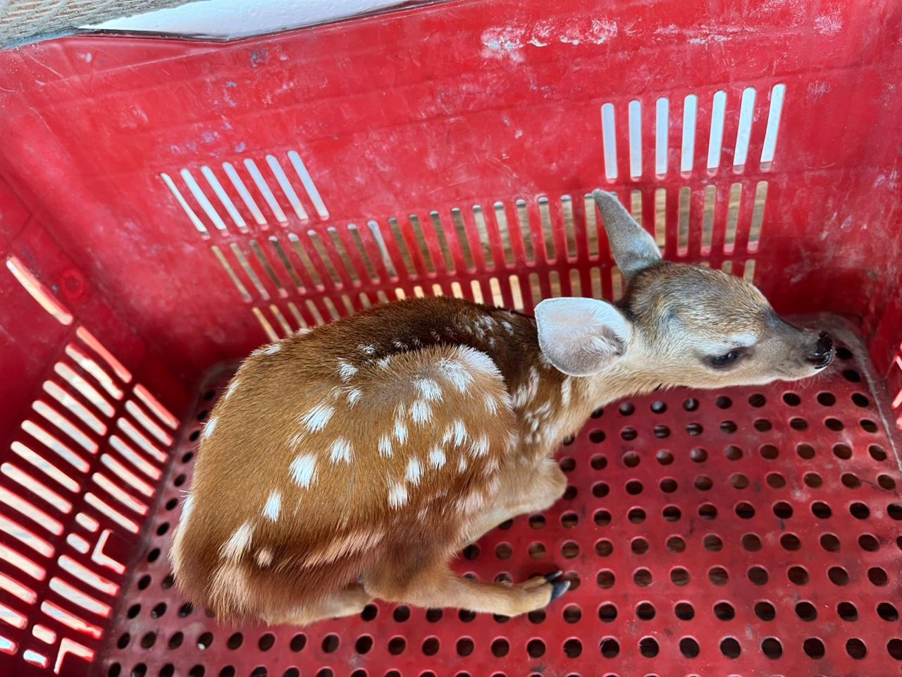 Foto: Reprodução/Secom Piauí