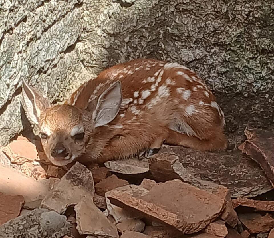 Foto: Reprodução/Secom Piauí