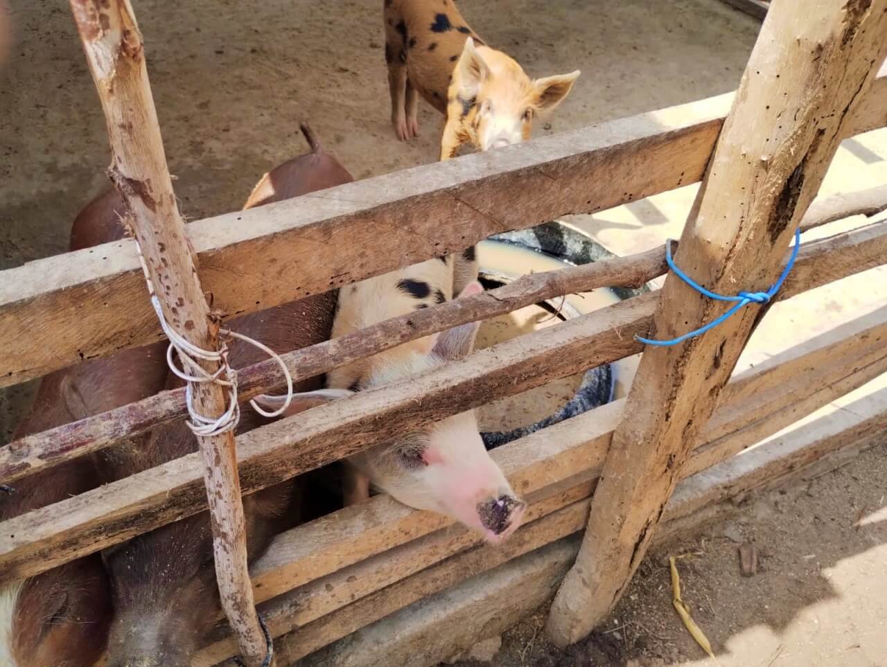 Médicos veterinários e técnicos envolvidos na operação