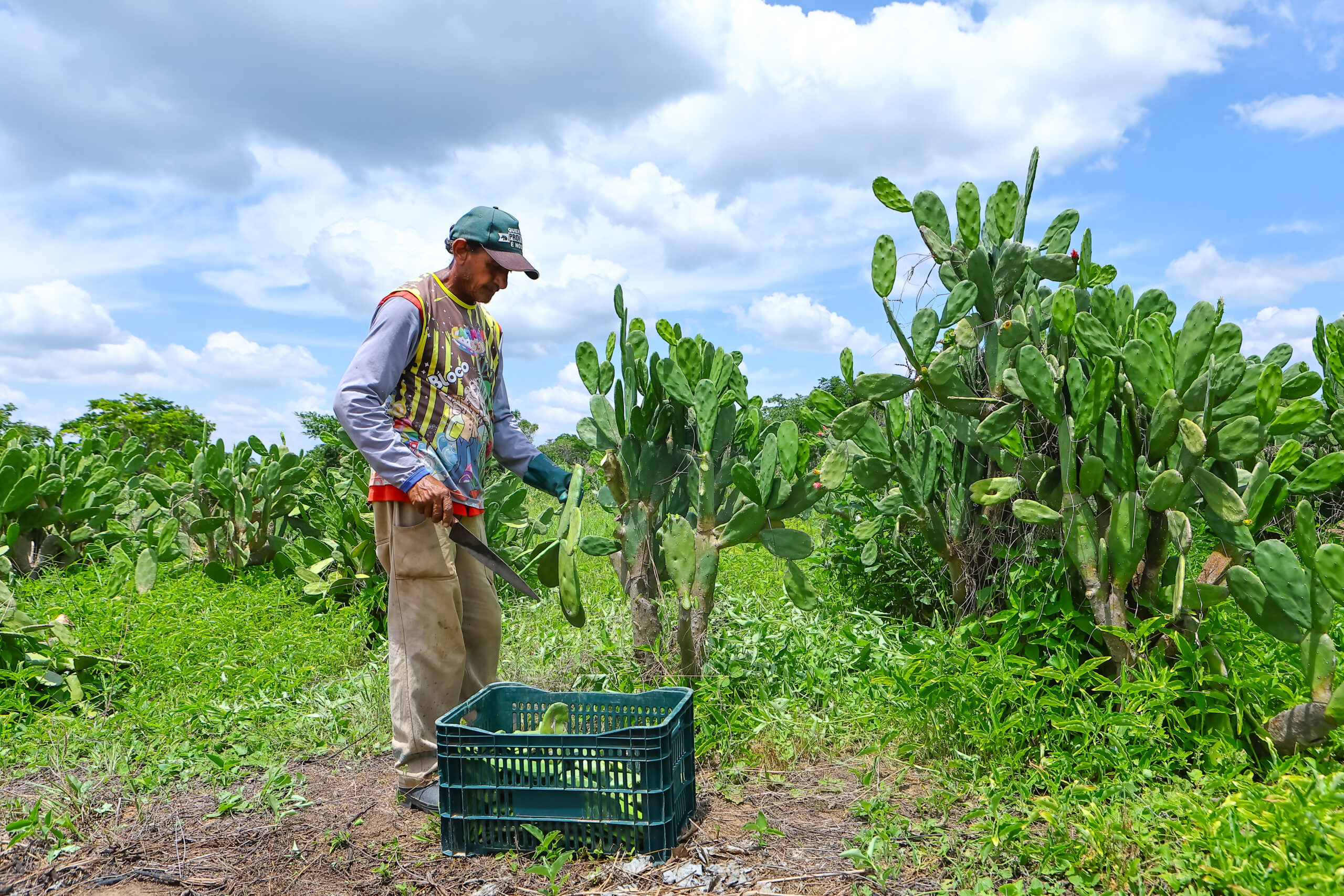 A palma forrageira, por ser resistente à seca e por armazenar água, é utilizada na alimentação animal durante a estiagem (Foto: Geirlys Silva / SAF)