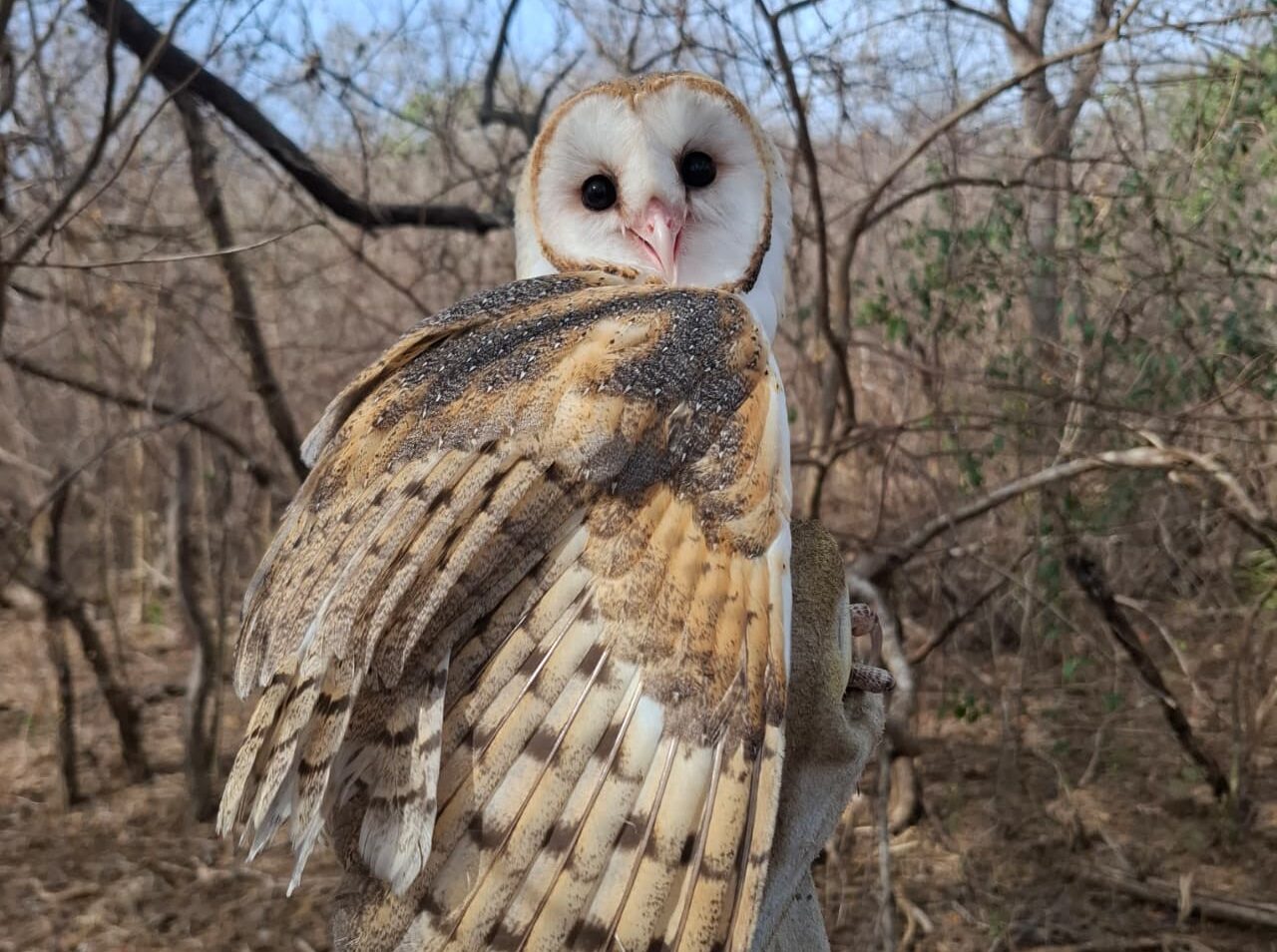Foto: Reprodução/Secom Piauí