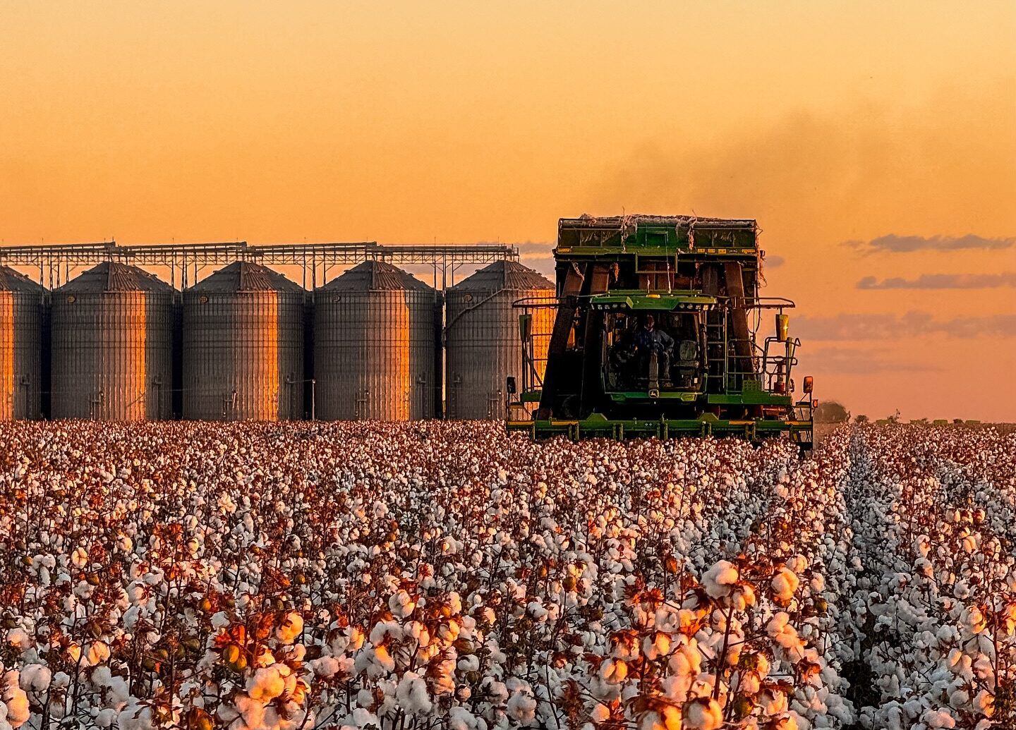 Piauí conquista o 3º lugar no ranking nacional de área plantada de algodão