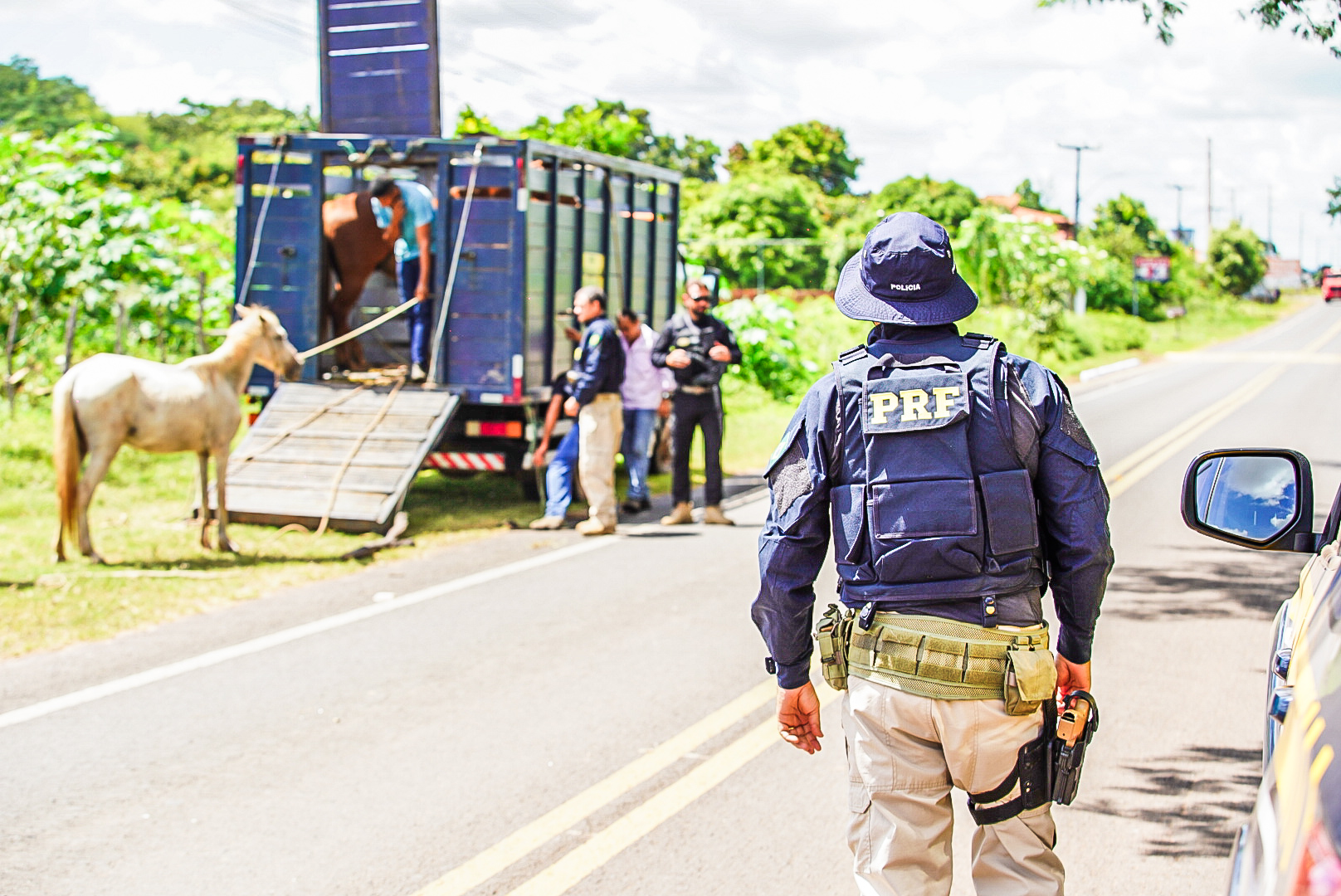 Operação porteira fechada reduz em mais de 50% mortes envolvendo acidentes com animais nas rodovias do Piauí