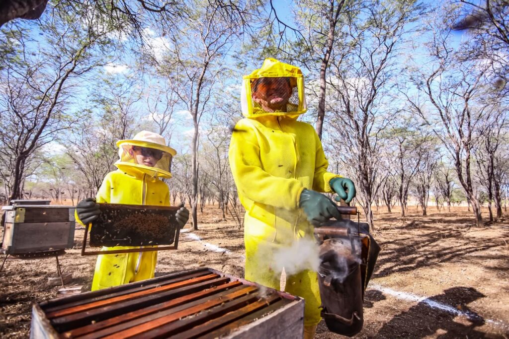 Com apicultura familiar em 146 municípios, Piauí é destaque entre os três maiores produtores de mel do Brasil